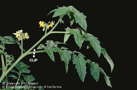 Monitoring for corn earworm, cotton bollworm, tomato fruitworm.