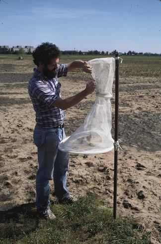 Tunnel or Texas-style trap for corn earworm (cotton bollworm, tomato fruitworm), <I>Helicoverpa zea.</I>.