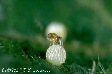 Trichogramma adult attacking Heliothis egg, 10X; . Credit: Jack Kelly Clark