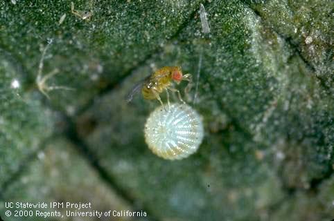 Egg of tomato fruitworm, corn earworm, cotton bollworm.