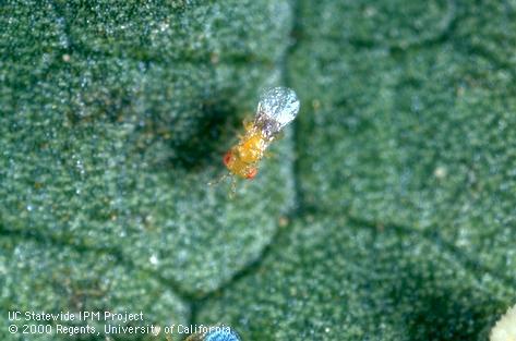 Tomato fruitworm, corn earworm, cotton bollworm.