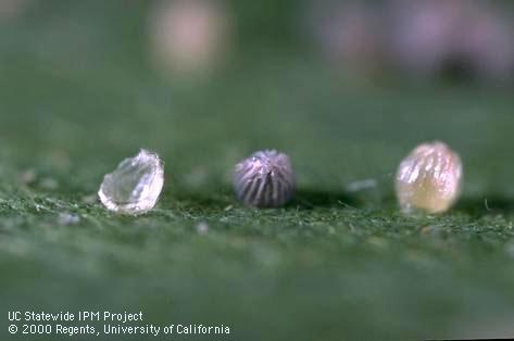 Egg of tomato fruitworm, corn earworm, cotton bollworm.