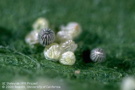 Egg of tomato fruitworm, corn earworm, and cotton bollworm.