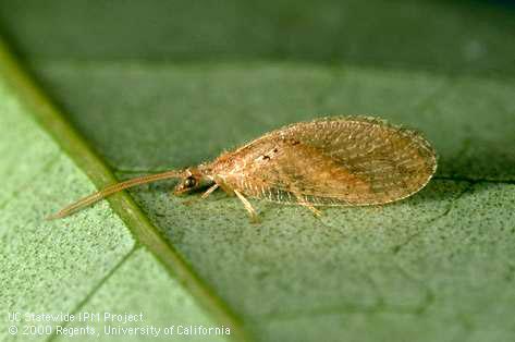 Adult brown lacewing.