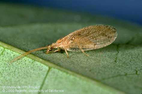 Adult brown lacewing.