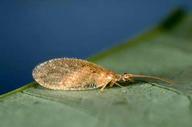 Brown lacewing