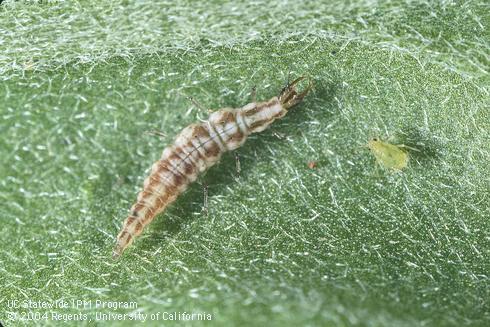 Larva of a brown lacewing, <I>Hemerobius pacificus.</I>.