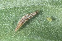 Brown lacewing larva