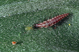 Larva of brown lacewing.