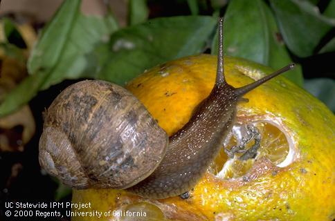 Adult brown garden snail.