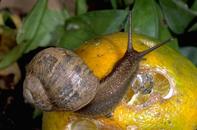 Brown garden snail