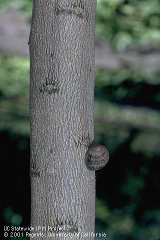 Adult brown garden snail.