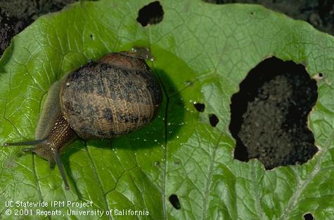 Adult brown garden snail.