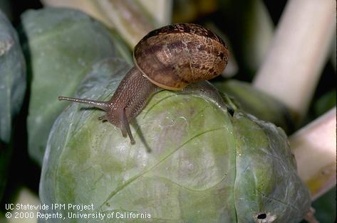 Adult brown garden snail.