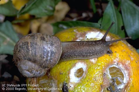 Adult brown garden snail.