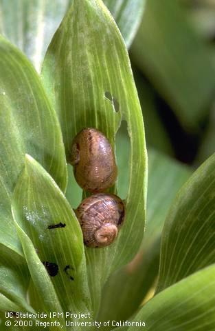 Two brown garden snails, <i>Cornu aspersum</i>, and their chewing damage on alstroemeria foliage. Black snail feces fouls an adjacent leaf.