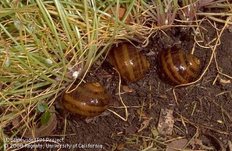 Adult brown garden snails hiding under dense ground cover.