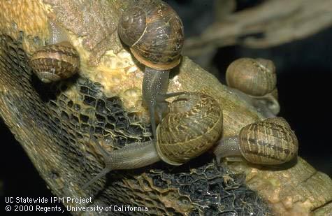 Brown garden snails and bark damaged by their feeding.