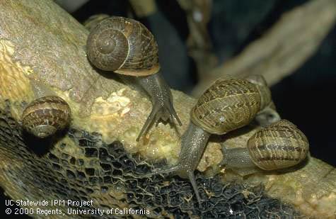 Brown garden snails and bark damaged by their feeding.