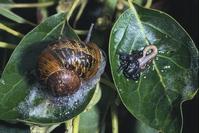 Adult brown garden snail