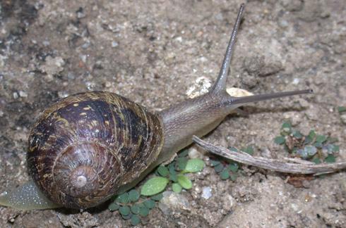 Adult brown garden snail, <I>Helix aspersa.</I>  .