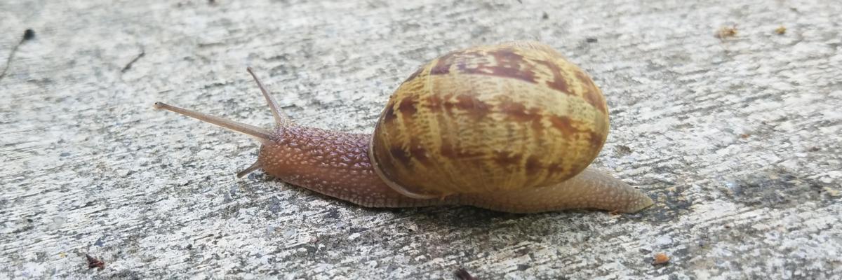 A tan snail with a brown striped shell on concrete sidewalk. Credit: Belinda Messenger-Sikes, UC IPM