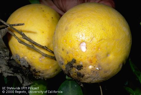 Crop damaged by brown garden snail.