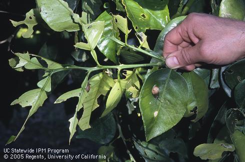 Citrus foliage damaged by brown garden snail, <I> Helix aspersa.</I>  .