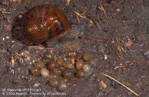 Adult brown garden snail, <i>Cornu aspersum</i>, and her eggs.