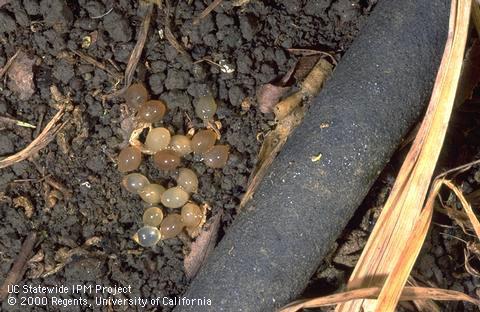 Newly laid brown garden snail eggs.