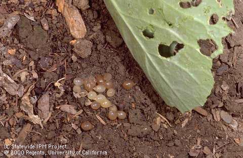 Eggs of the brown garden snail, <i>Cornu aspersum</i>, close to hatching.