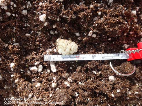 Eggs of the brown garden snail, <i>Cornu aspersum.</i>.