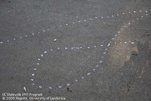 Slime trail left by a brown garden snail, <I>Helix aspersa.</i>.