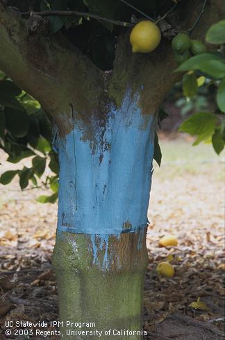 Bordeaux mixture painted on a tree trunk to repel and exclude brown garden snail, <i>Cornu aspersum</i>.