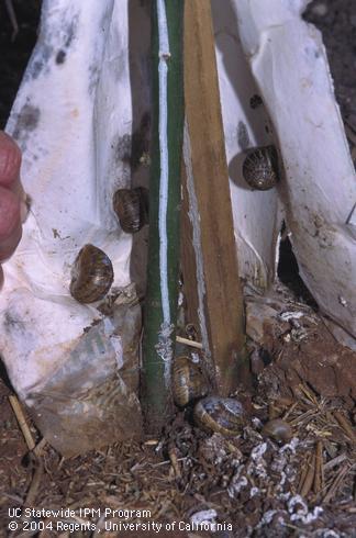 Removing cardboard wrap from around a young avocado trunk to reveal brown garden snails, <I>Helix aspersa,</I> hiding underneath.