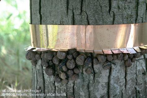 Copper barrier for preventing snails from reaching tree foliage.