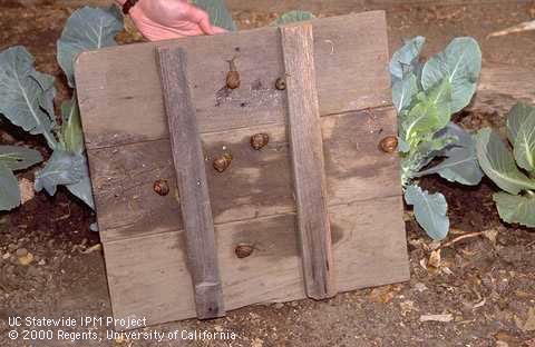 Turning over a board trap to reveal snails on the underside.