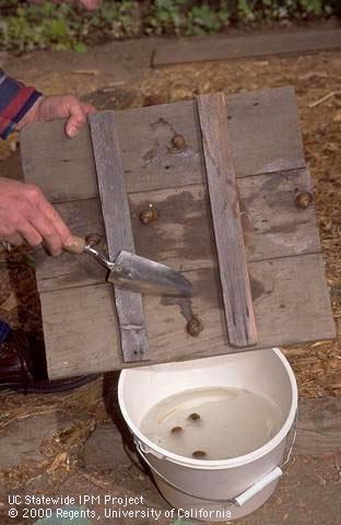 Scraping snails off a board trap into a bucket of soapy water.