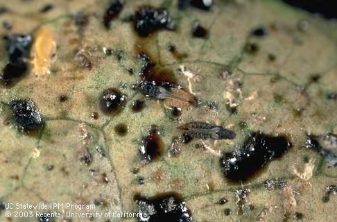 Adults and black excrement of greenhouse thrips, <I>Heliothrips haemorrhoidalis.</I>.