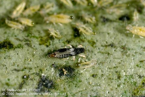 Adult greenhouse thrips.