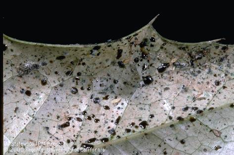 Black, varnishlike excrement of greenhouse thrips, <i>Heliothrips haemorrhoidalis</i>.