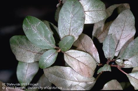 Stippling caused by greenhouse thrips, <i>Heliothrips haemorrhoidalis,</i> feeding.