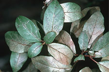 Thrips bleaching, bronzing