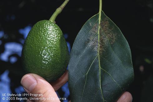 Avocado leaf with chlorotic blotch from greenhouse thrips, <I>Heliothrips haemorrhoidalis,</I> next to an avocado fruit. 