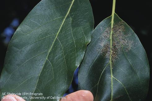 Avocado leaf with chlorotic blotch from greenhouse thrips, <I>Heliothrips haemorrhoidalis,</I> next to an undamaged leaf. 