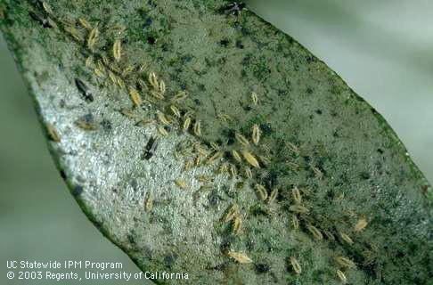 Nymphs and adults of greenhouse thrips, <I>Heliothrips haemorrhoidalis,</I> and black speckling of excrement.