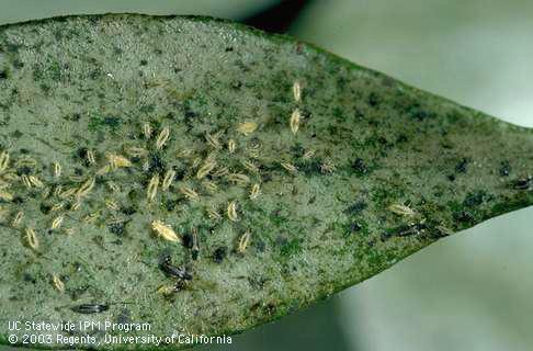 Nymphs and adults of greenhouse thrips, <I>Heliothrips haemorrhoidalis,</I> and black excrement.