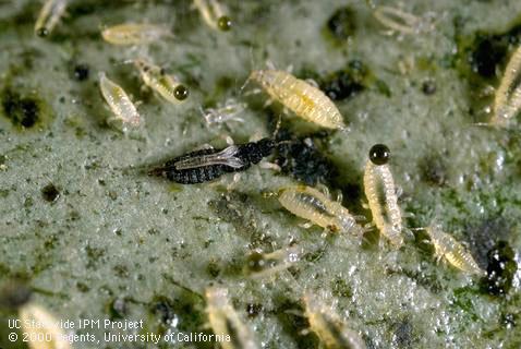 Black adult and yellow nymphs of greenhouse thrips, <i>Heliothrips haemorrhoidalis</i>.