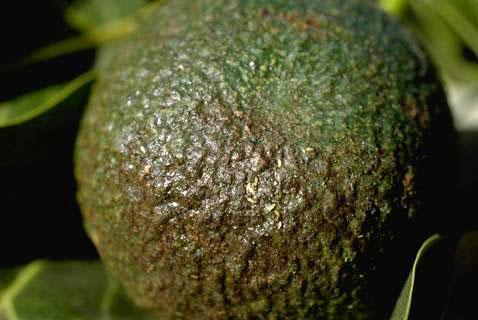 Thrips colony on the bottom of a fruit.