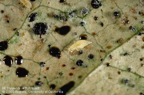 Nymph of greenhouse thrips.